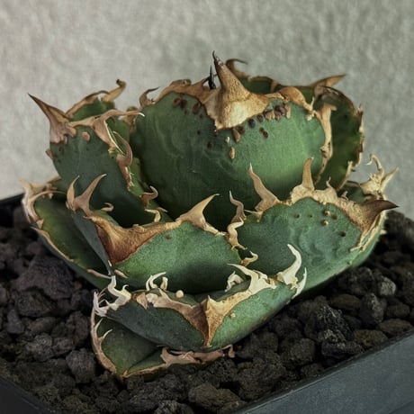 アガベ　疣猪　B アガベ・チタノタ 疣猪/丸叶背刺（芽/大）-004｜agave titanota wartho