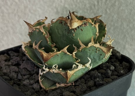 CATEGORY Titanota warthog｜疣猪 | Plus_Plants STORE