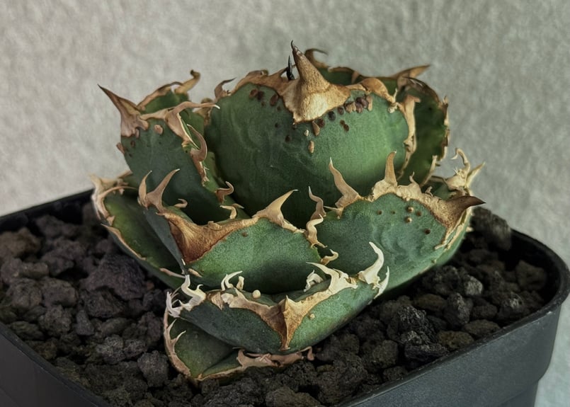 アガベ・チタノタ 疣猪/丸叶背刺（芽）-012｜agave titanota warthog