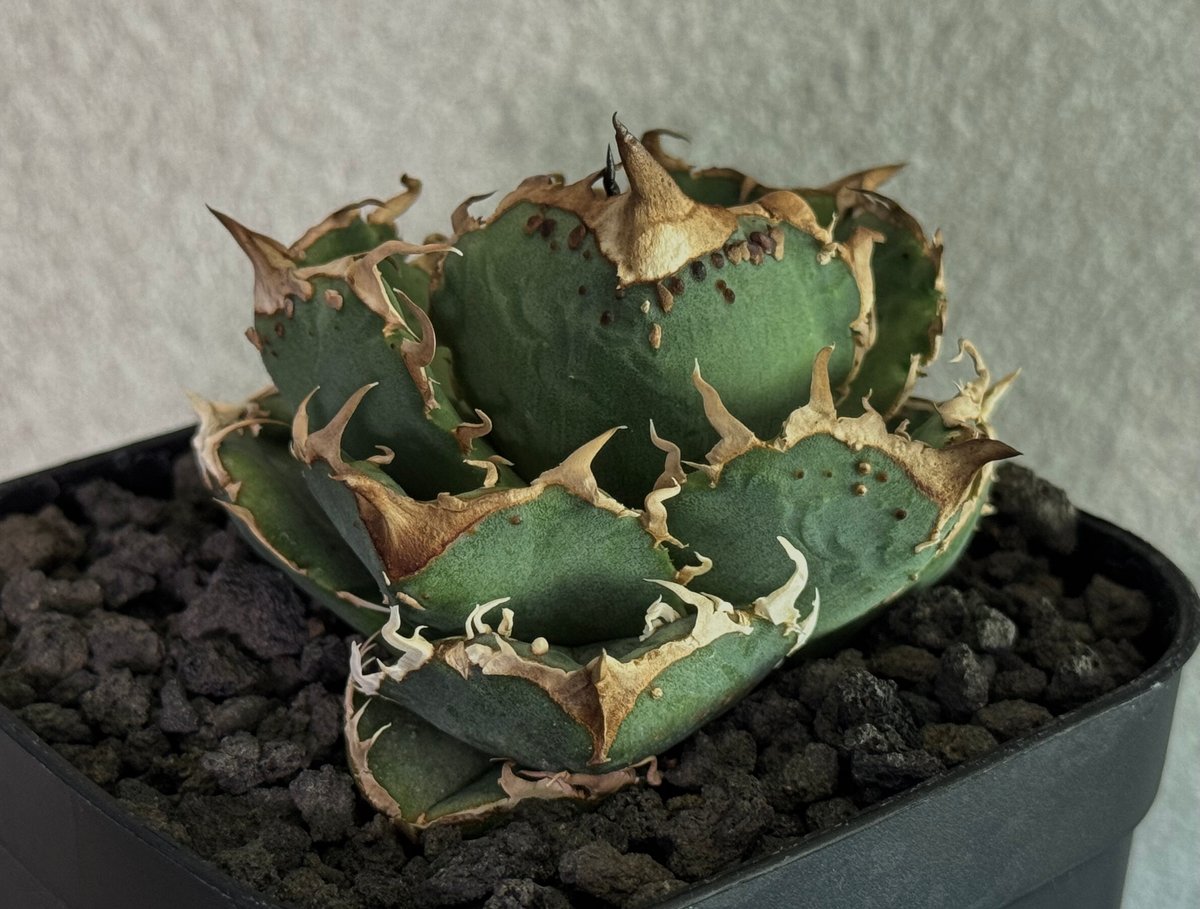 554【上澳園芸】 アガベ 疣猪ブツブツ 丸葉背刺 良質子株 LED管理株 fit=scale-down,w=1200