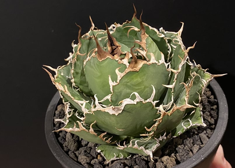 AGAVE  TITANOTA アガベ　チタノタ　フィリグリー　圓葉拇指