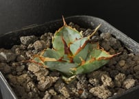 アガベ・チタノタ 大白鯊(芽)-001|agave titanota 大白鯊 アガベ・チタノタ 大白鯊(芽)-001|agave titanota 大白鯊