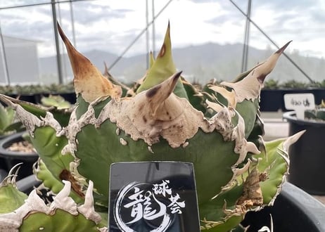 アガベ・チタノタ　巨歯鯊(芽)-005｜agave titanota megalodon