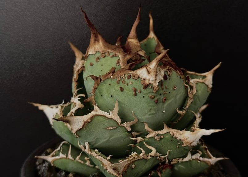 アガベ　チタノタ現地球　子株 ◇子株付き◇アガベ・チタノタ 隕石(ミーティアライト)-022｜agave