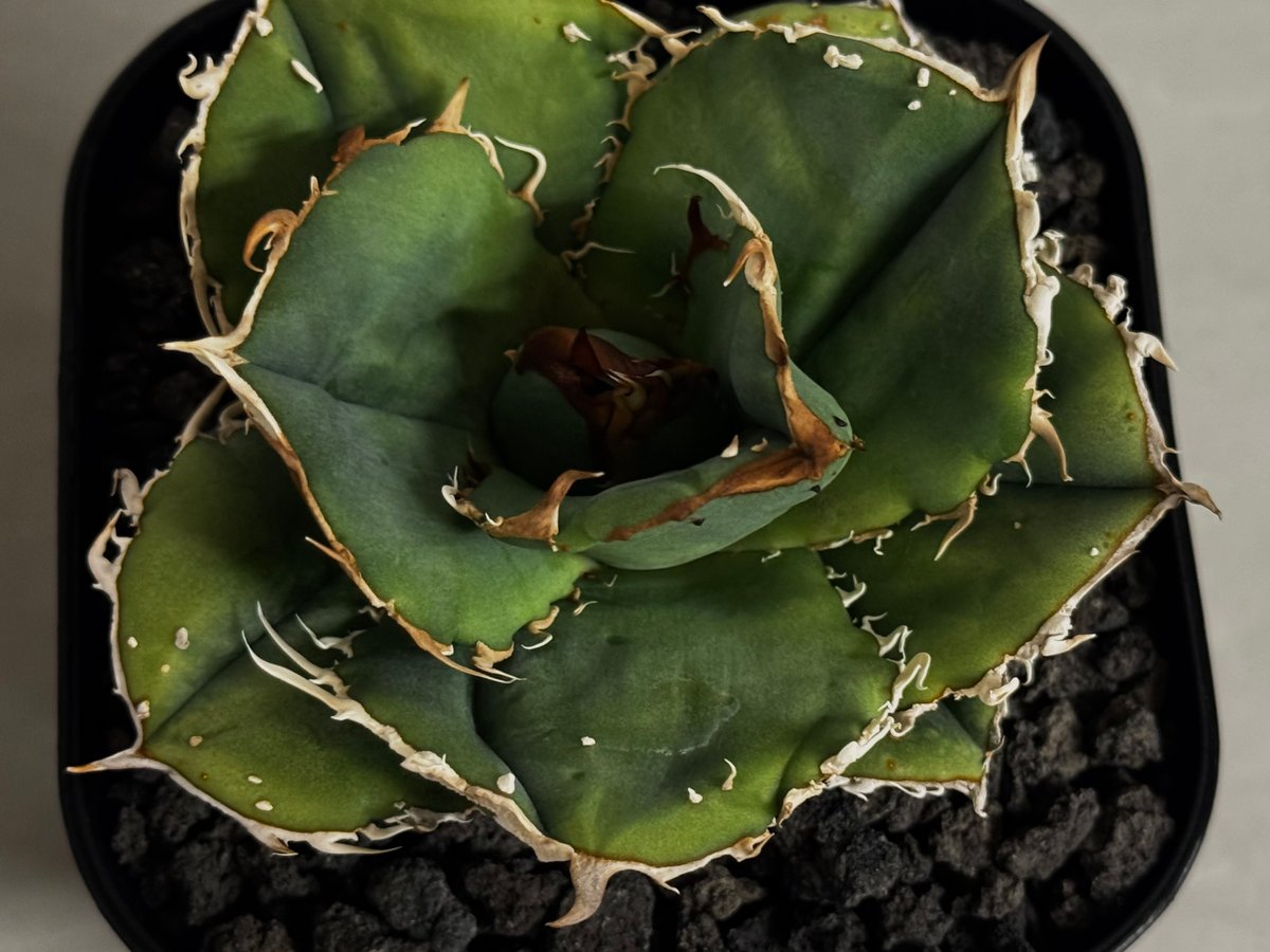アガベ・チタノタ 蚩尤（芽）-007｜agave titanota chiyou | Plus