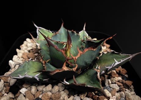 アガベ・チタノタ  魚刺_小株-001｜agave titanota fish_spine