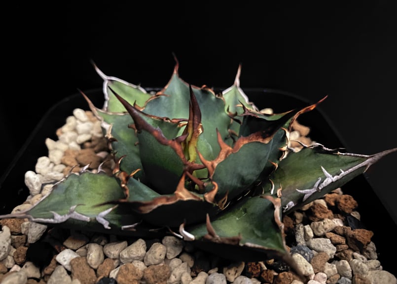 アガベ　チタノタ　魚刺　WH NURSERY アガベ チタノタ 魚刺 WH NURSERY WH NURSERY / アガベ /Agave | BEAT