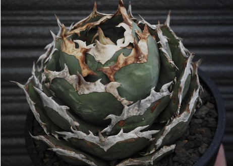 アガベ・チタノタ　烈焔（ボールタイプ）特大-027｜agave titanota flame