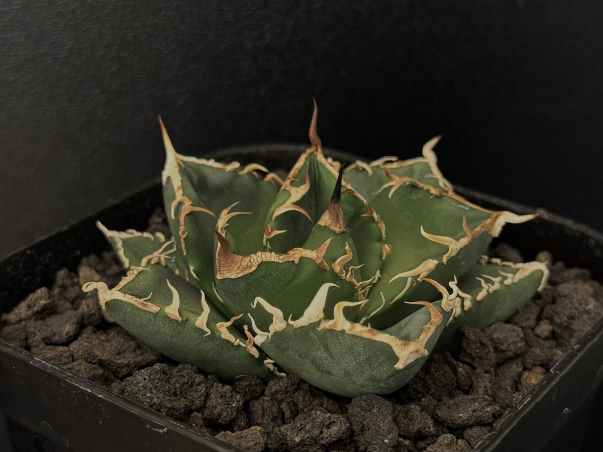 立可白/SAD(小株)-028|agave titanota south african di 立可白/SAD(小株)-028|agave titanota south african di