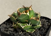 アガベ・チタノタ 圓葉拇指(フィリグリー)_ボールタイプ-005｜agave