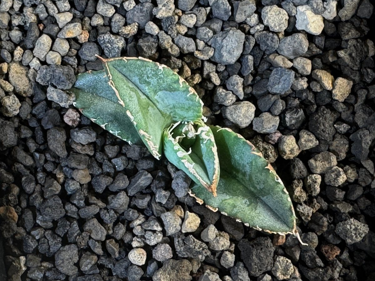 アガベ・チタノタ 繁星(芽)-009|agave titanota star‐studded アガベ・チタノタ 繁星(芽)-009|agave titanota star‐studded