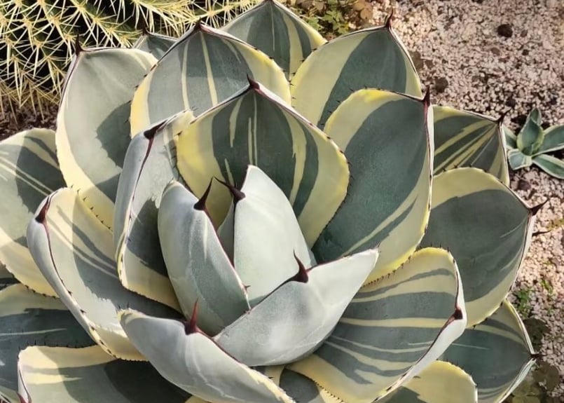 アガベ・パリー（オリザバ）｜（芽）-001｜ agave parryi var. trunca