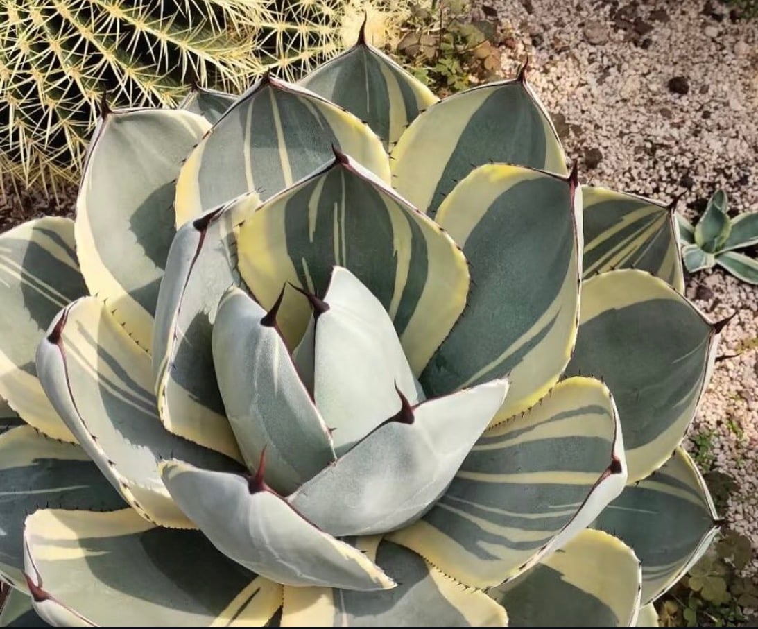 アガベ・パリー（オリザバ）｜（芽）-001｜ agave parryi var. trunca