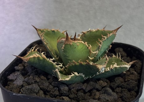 CATEGORY Titanota Blue Dragon｜蒼龍 | Plus_Plants