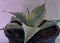 速達すー アガべ チタノタ 白幽霊‼️+鰐亀 アガベ・チタノタ 白幽霊（芽）-001｜agave titanota white