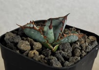 アガベ・チタノタブルー選抜/L18（芽）-006｜agave titanotablue_L18