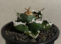 アガベ・白銀甲蟹｜（芽）-001｜ agave isthmensis | Plus_Plant