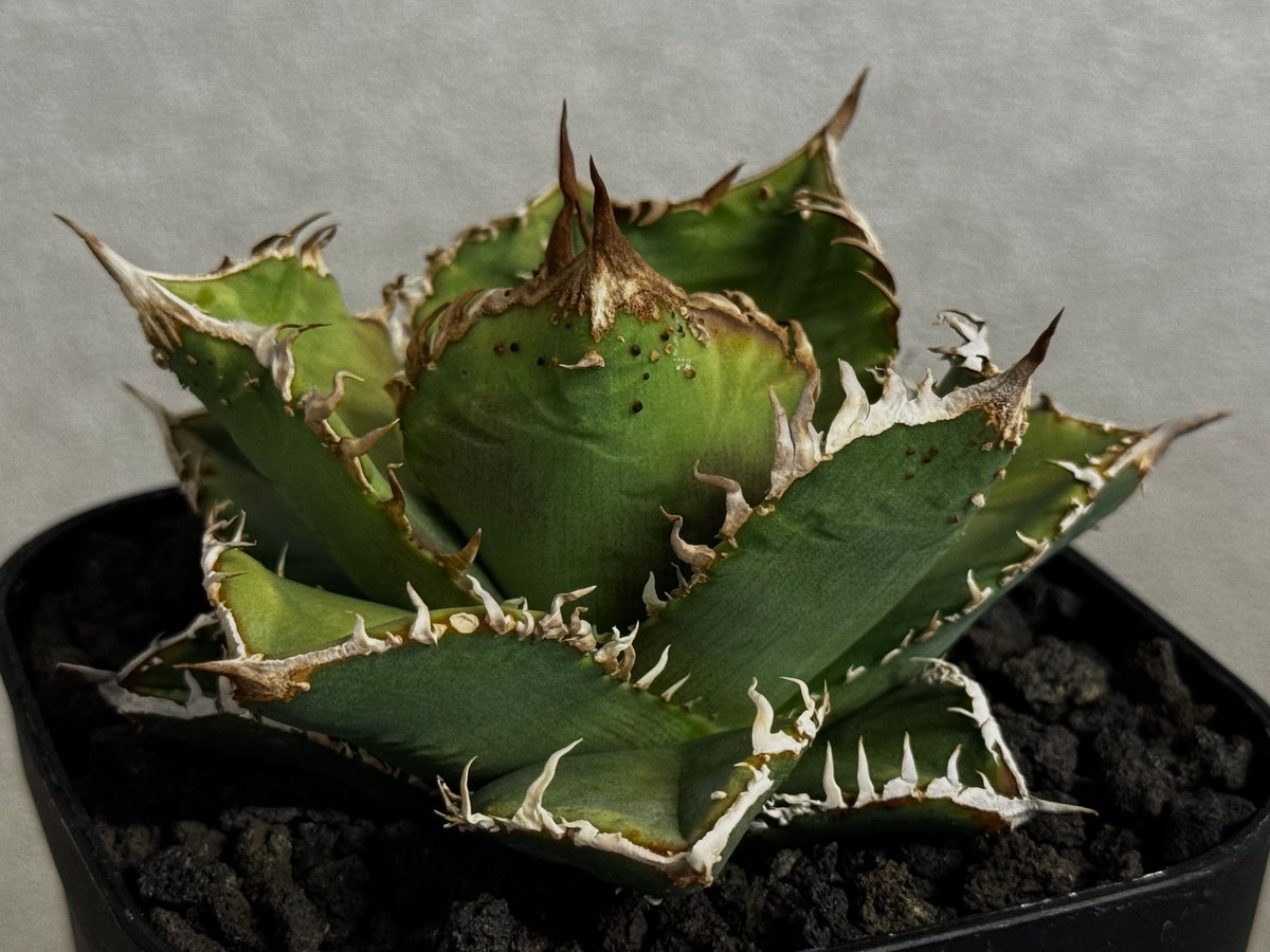 アガベ・チタノタ 蒼龍(小株)-005｜agave titanota blue dragon