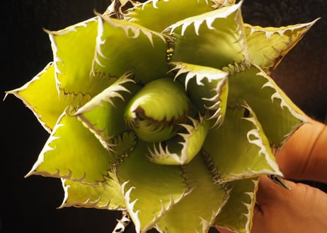 アガベ・チタノタ 萬代 X 厳竜（寛版刺/Lize血統）芽-011｜agave titanota×lophantha（ Hybrid）