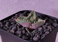 アガベ・チタノタ 皇冠(台湾Lize産)-004｜agave titanota Crown |