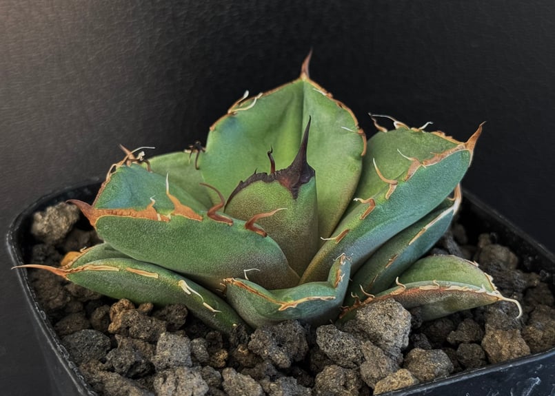 アガベ　チタノタ　黒豹　優良血統　親株 アガベ・チタノタ 黒豹（小株）-062｜agave titanota black