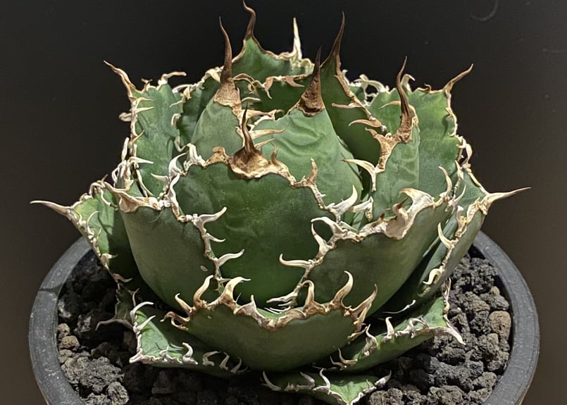 AGAVE  TITANOTA アガベ　チタノタ　フィリグリー　圓葉拇指