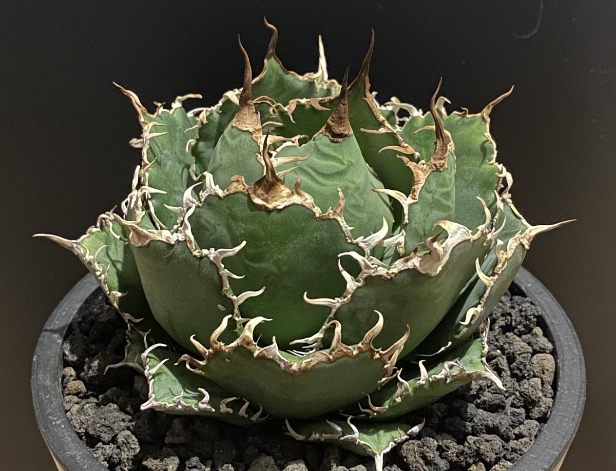 アガベ・チタノタ 圓葉拇指(フィリグリー)_ボールタイプ-001|agave
