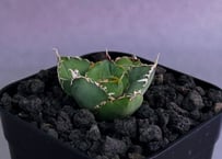 アガベ・チタノタ　緑水鬼(芽)-007｜agave green submariner