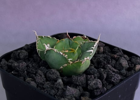 アガベ・チタノタ　緑水鬼(芽)-007｜agave green submariner