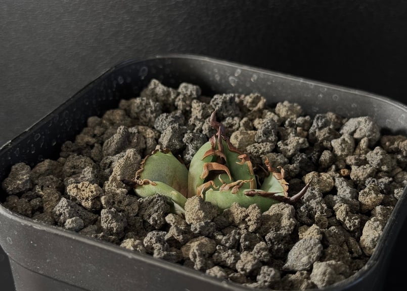 チタノタ 極厚バンド 「虎鯨（シャチ）」発根活着済 アガベ・チタノタ 虎鯨/シャチ（芽）-002｜agave titanota orca（Kill