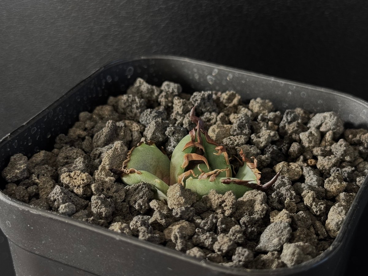 アガベ・チタノタ 虎鯨/シャチ（芽）-002｜agave titanota orca（Kill