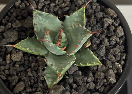 アガベ ハイブリッド・甲蟹×妖炎 (小株/実生)-003｜Agave hybrid isthmensis × utahensis var. eborispina