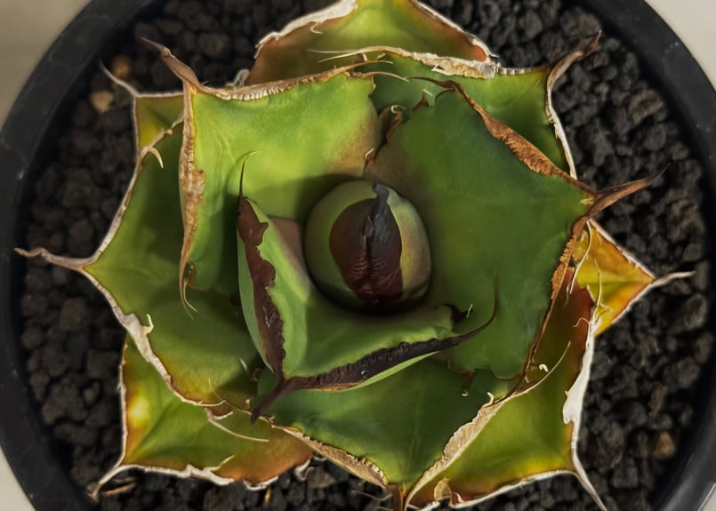 アガベ・チタノタ 黒豹（小株）-062｜agave titanota black panthe