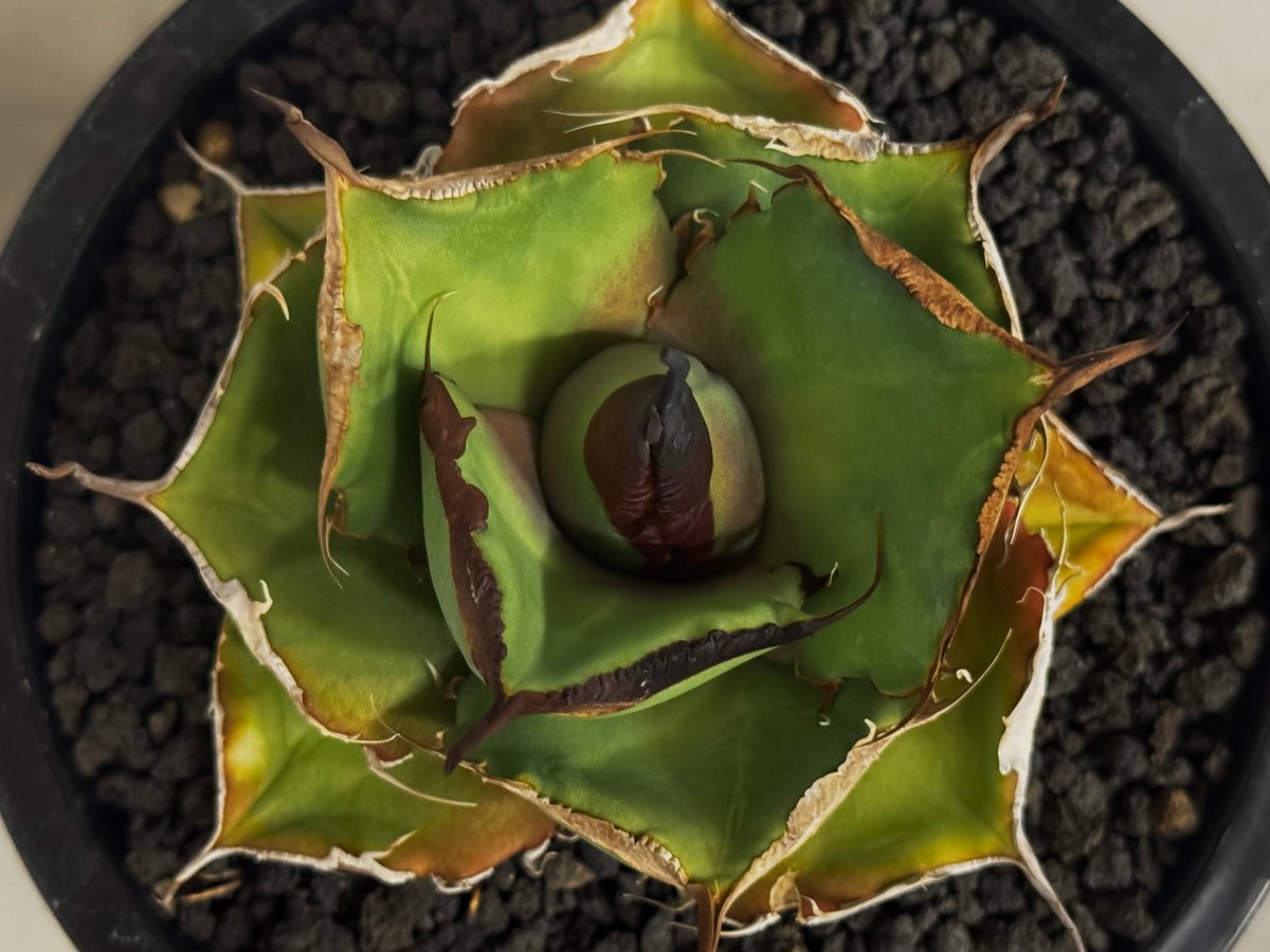 アガベ・チタノタ 黒豹（小株）-062｜agave titanota black panthe