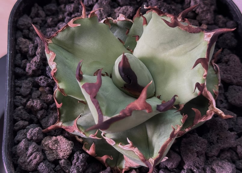 アガベ　チタノタ　‘老虎厳龍’ / Tiger 珍品 特価】アガベ チタノタ 鬣蜥 OC株 ラスト アガベ チタノタ 