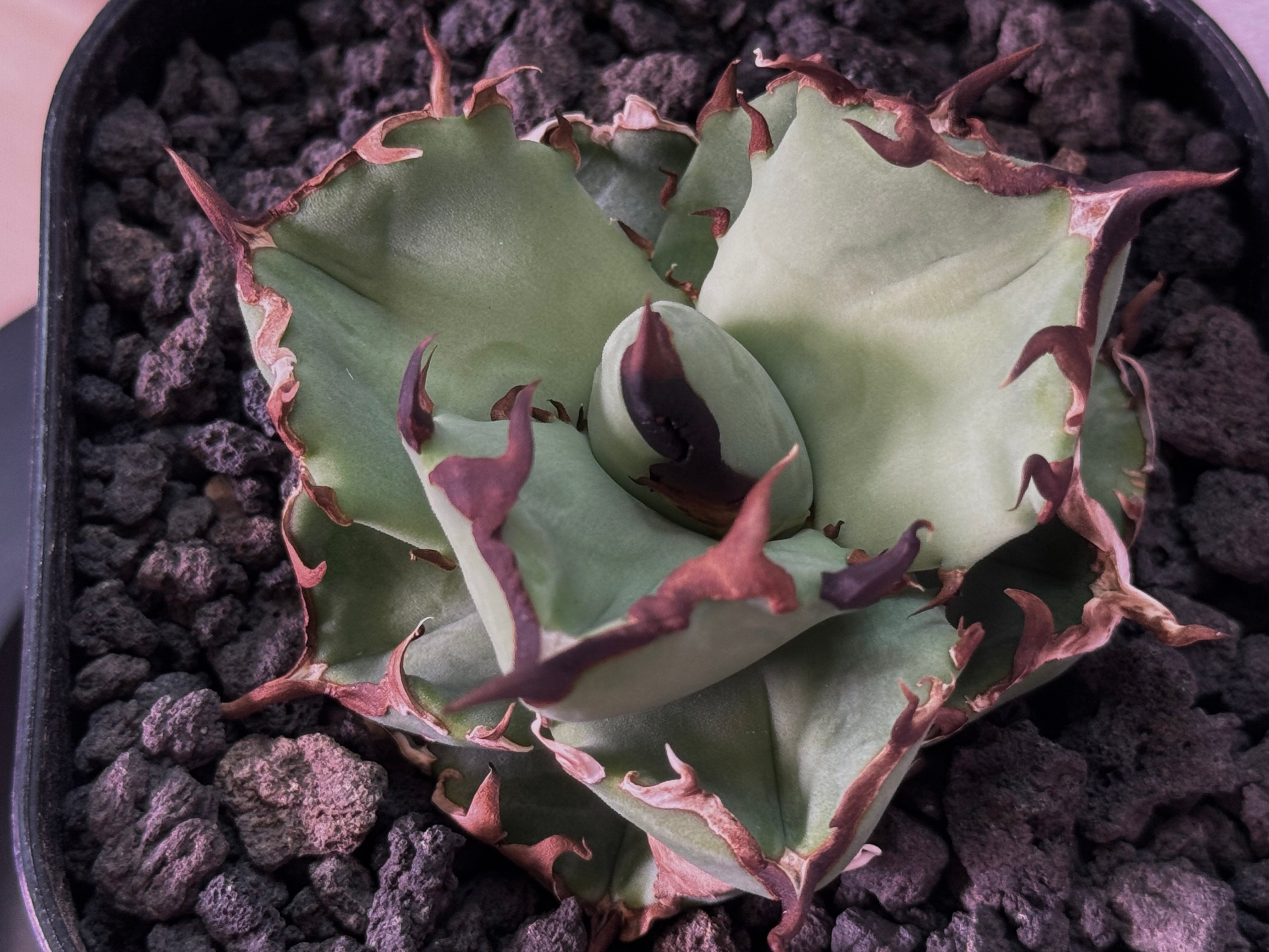 アガベ・チタノタ 虎鯨/シャチ（芽）-003｜agave titanota orca（Kill