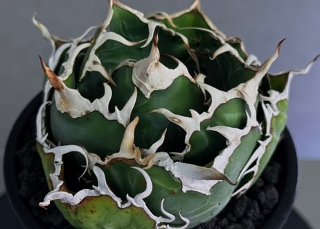 アガベ・チタノタ白鯨（厳選コンパクト）-045｜agave titanota white whale