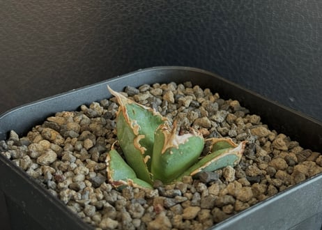 【ぶつぶつフェア】期間限定　サイズ大　活着　アガベ　チタノタ　疣猪　TC 雲南省 アガベ・チタノタ 疣猪/丸叶背刺（芽/小）-001｜agave titanota