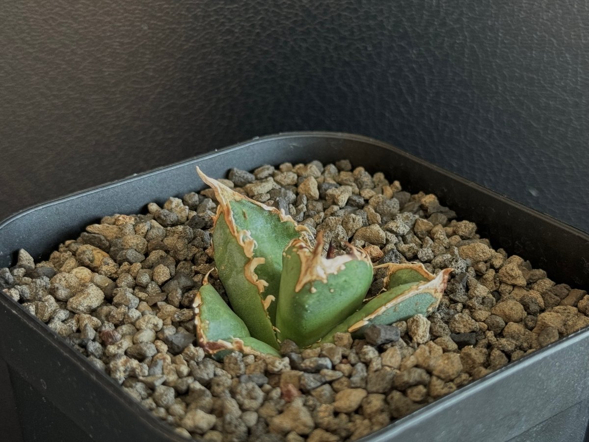 アガベ・チタノタ 疣猪/丸叶背刺(芽/小)-007|agave titanota アガベ・チタノタ 疣猪/丸叶背刺(芽/小)-007|agave titanota