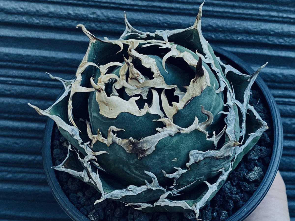 【超美株】アガベ　チタノタ　ボールタイプ agave titanota 超美株】アガベ チタノタ ボールタイプ agave titanota 超美株