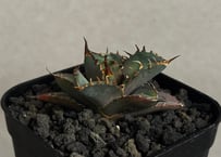 アガベ・チタノタ 蚩尤（芽）-007｜agave titanota chiyou | Plus