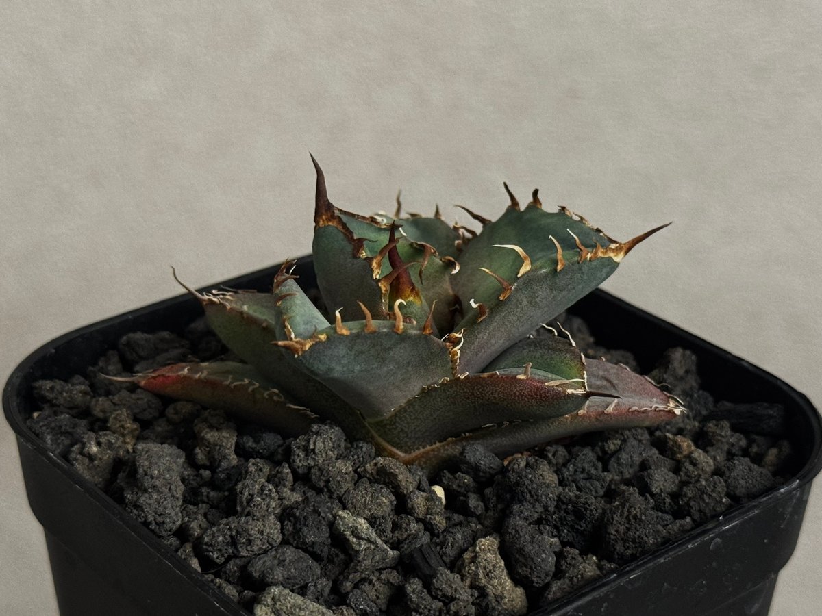 アガベ・チタノタ LQH_木（芽）007｜agave titanota jupiter | P