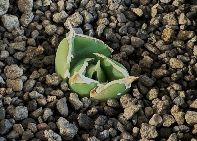 アガベ・チタノタ 達磨(芽)-005｜agave titanota DARUMA | Plus