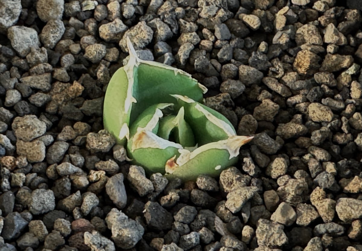 アガベ Dennis 達磨 子株 Agave Titanota DARUMA アガベ Dennis 達磨 子株 Agave Titanota DARUMA