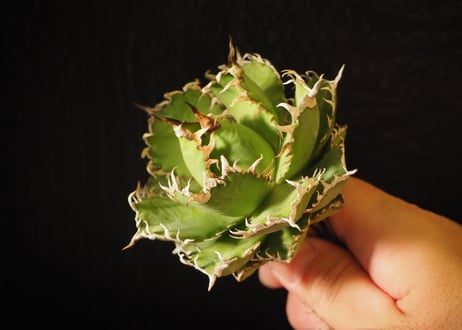 アガベ・チタノタ 圓葉拇指(フィリグリー)｜agave titanota filigree