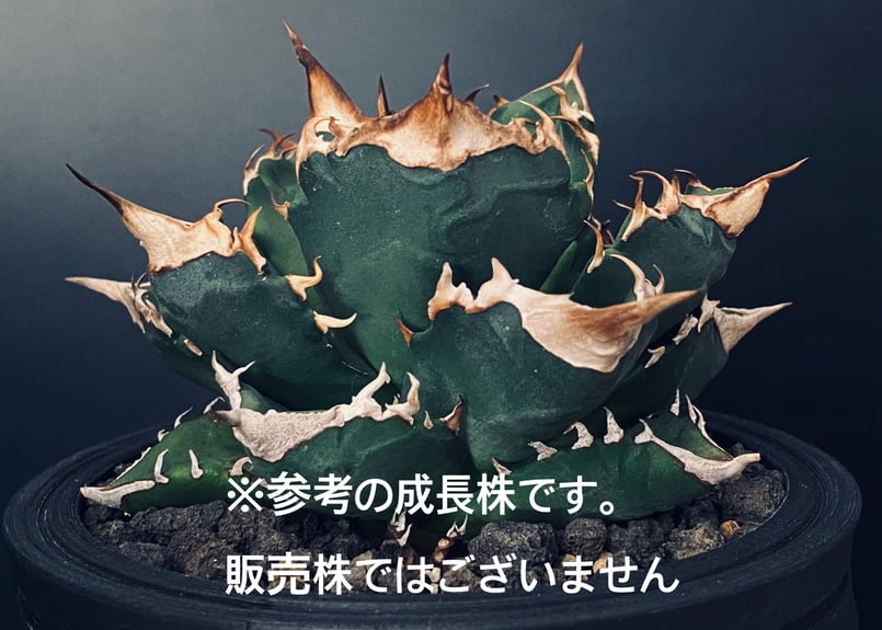 白火焔　アガベ　大株 アガベ・チタノタ 白火焔(小株/Lize血統)-024｜agave titanota whit