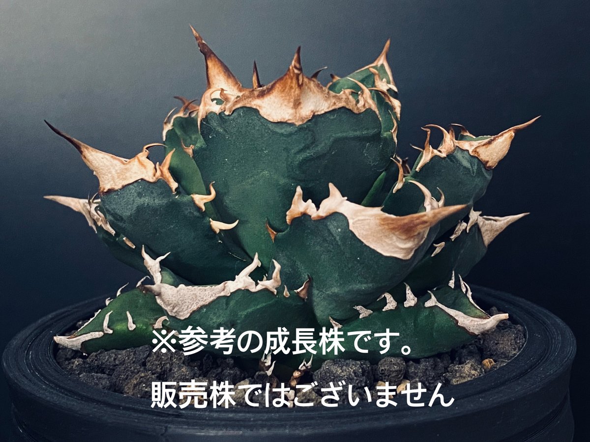 アガベ・チタノタ 白火焔(中/小)-006｜agave titanota white flam...