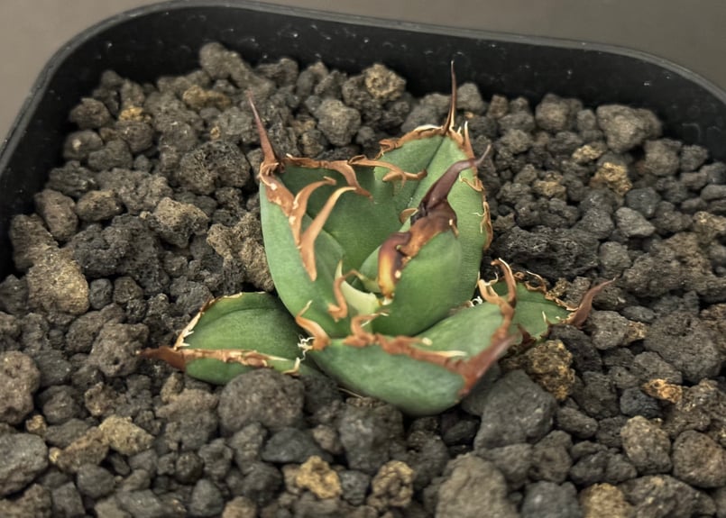 コレクション株】アガベ チタノタ シーザー 親株 【公式通販】