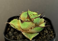アガベ・チタノタ シーザー（凱撒）中-019｜agave titanota