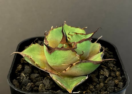 アガベ・チタノタ 黒豹（小株）-022｜agave titanota black panther